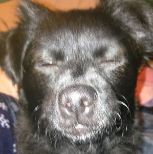 Meet your Posher, Savanah